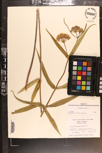 Asclepias rubra image