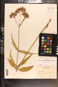 Asclepias rubra image