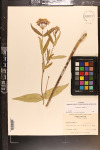 Asclepias rubra image