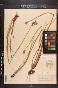 Juncus megacephalus image