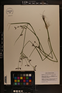 Rhynchospora nitens image