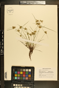 Cyperus flavescens image