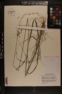 Sorghastrum elliottii image