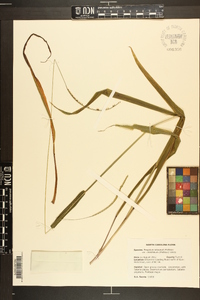 Paspalum setaceum var. ciliatifolium image