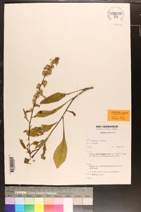 Solidago erecta image