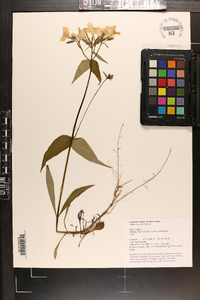 Phlox ovata image