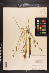 Juncus validus image