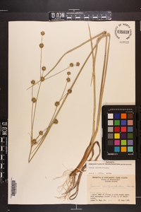 Juncus validus image