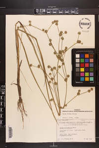 Juncus validus image