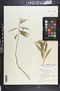 Asclepias perennis image