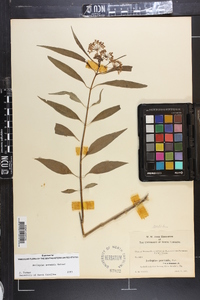 Asclepias perennis image