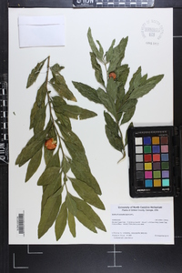 Solanum pseudocapsicum image