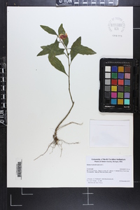 Solanum pseudocapsicum image