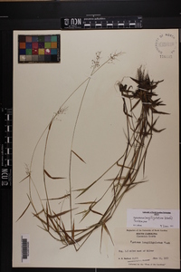 Dichanthelium acuminatum subsp. longiligulatum image