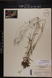 Dichanthelium acuminatum subsp. longiligulatum image