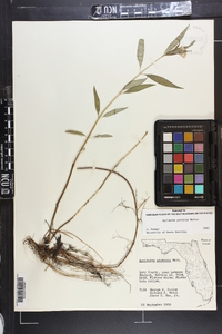 Asclepias perennis image