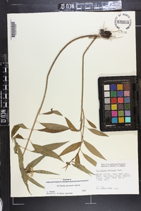 Asclepias perennis image