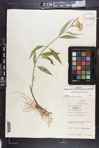 Asclepias perennis image