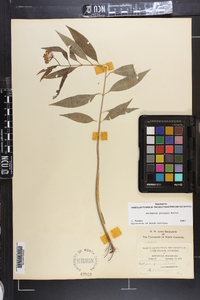 Asclepias perennis image