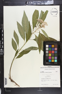 Asclepias perennis image