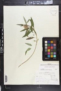 Asclepias perennis image