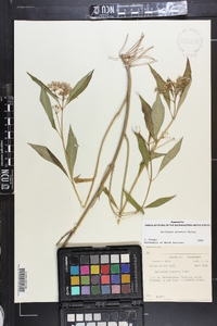 Asclepias perennis image