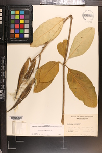 Asclepias variegata image