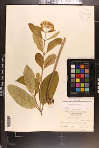 Asclepias variegata image