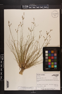 Juncus secundus image