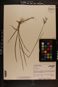 Juncus biflorus image