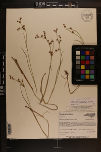 Juncus brevicaudatus image