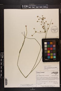 Juncus subcaudatus image