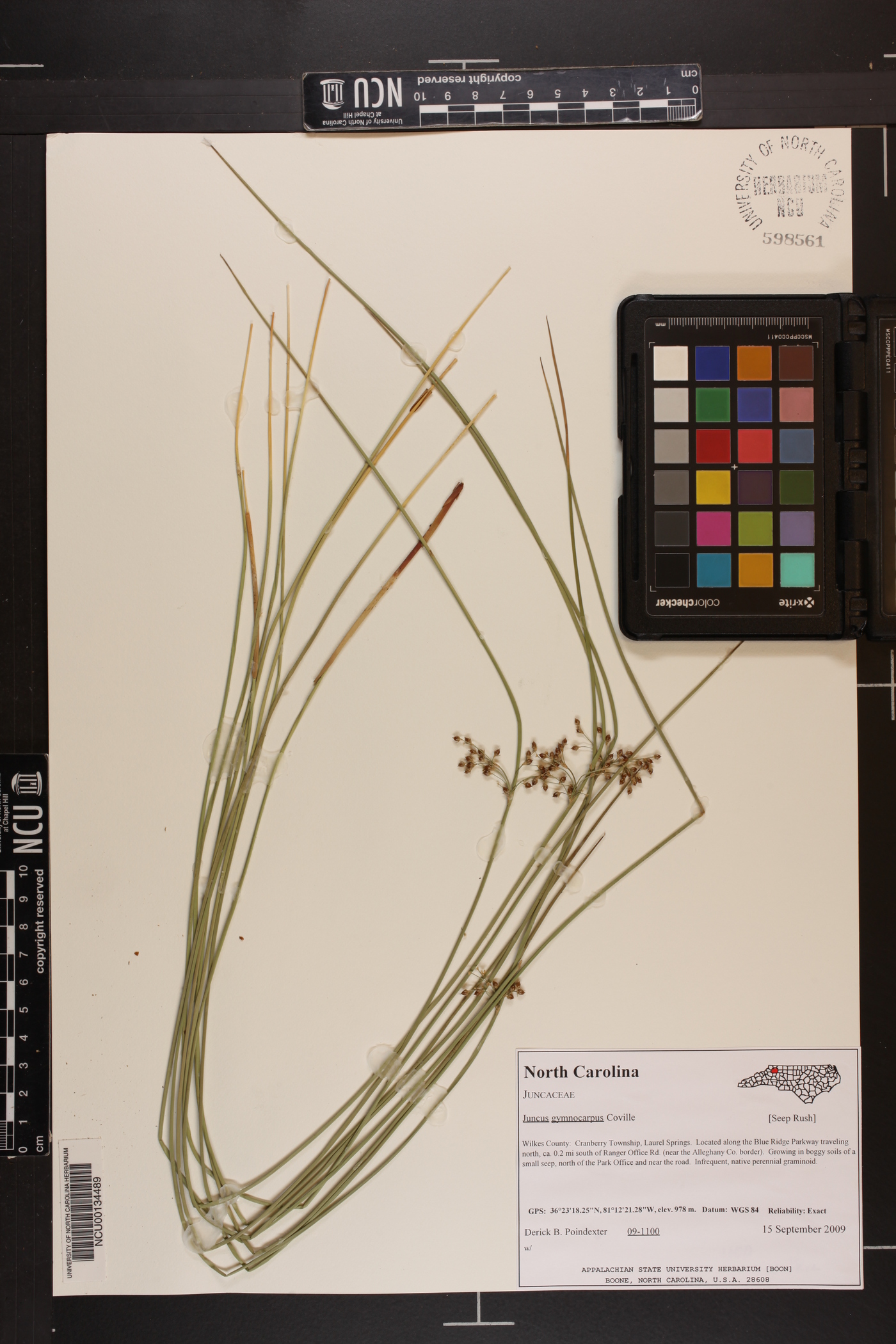 Juncus gymnocarpus image