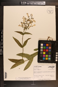 Penstemon laevigatus image