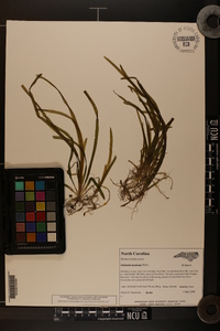 Vallisneria americana image