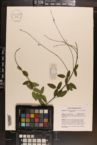 Desmodium lineatum image