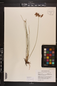 Fimbristylis caroliniana image