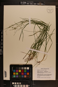 Carex collinsii image