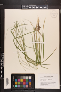 Carex turgescens image