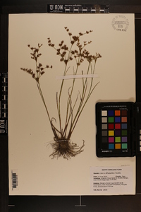 Juncus diffusissimus image