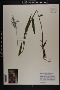 Dichanthelium dichotomum subsp. mattamuskeetense image