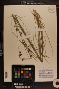 Rhynchospora fascicularis var. fascicularis image