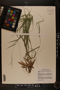 Dichanthelium aciculare var. ramosum image