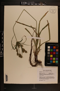 Cyperus retrofractus image