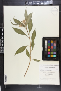 Asclepias perennis image