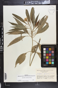 Asclepias perennis image