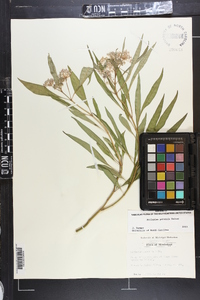 Asclepias perennis image