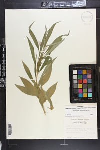 Asclepias perennis image