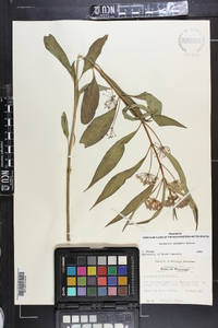 Asclepias perennis image