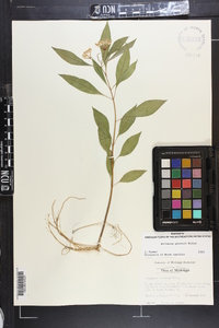 Asclepias perennis image